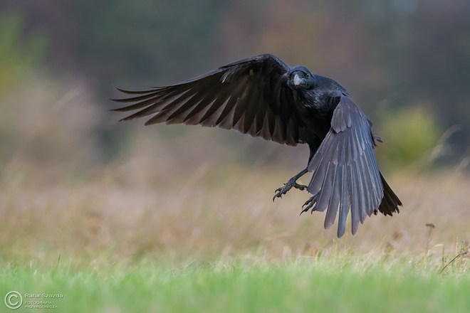 Kruk, Common Raven (Corvus corax) ... 2016r