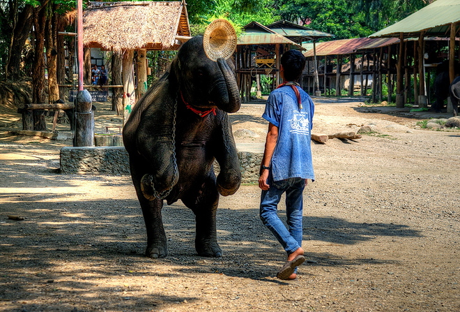 Tajska szkoła dla słoni
