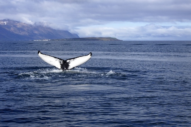 fiord wieloryb&oacute;w