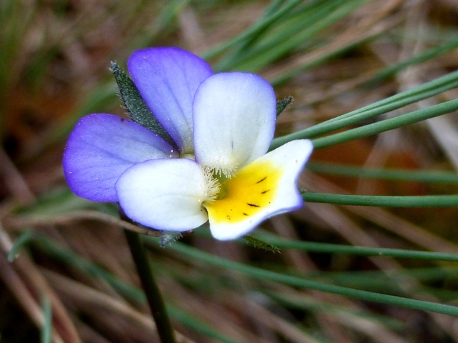 Kwiaty polne-Fiołek tr&oacute;jbarwny