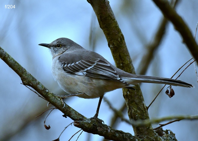 MIMUS POLYGLOTTOS / Northern Mockingbird