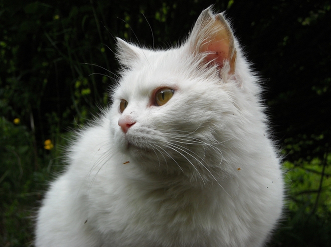 Biały Kot