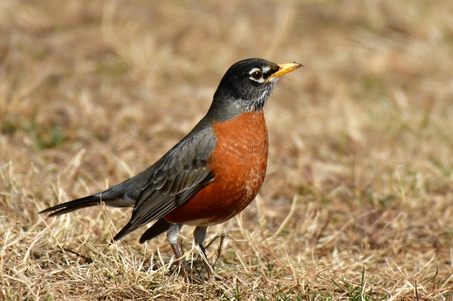 American robin  male