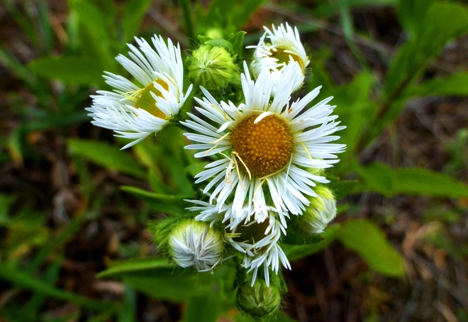 Kwiaty polne-Przymiotno białe