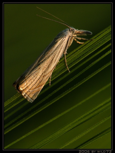 chrysoteuchia culmella