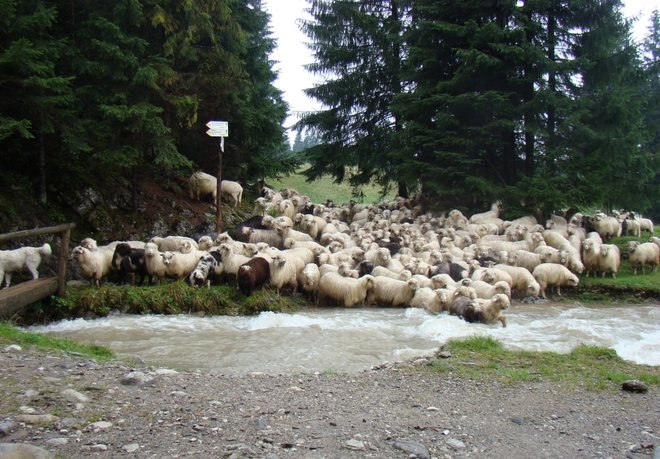 Dolina Lejowa - owce