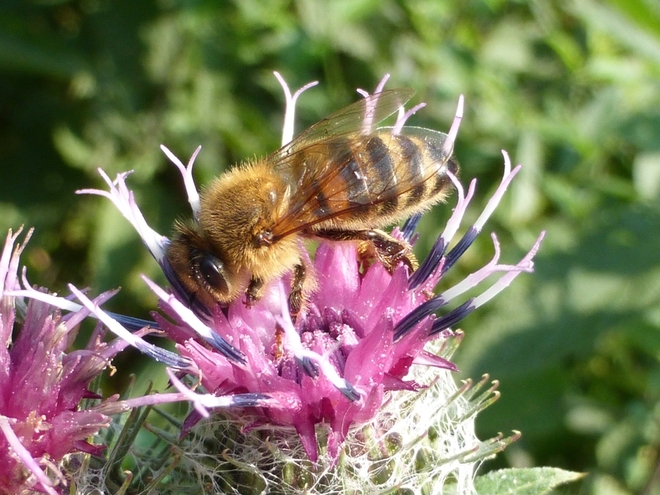 Pszczoła miodna na łopianie pajęczynowatym