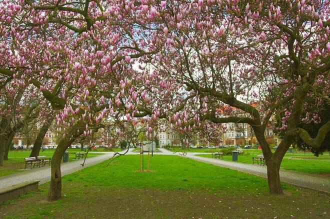 Wiosna i magnolie
