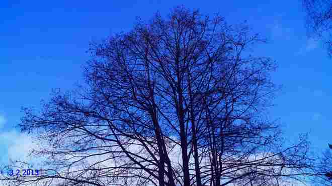 dark tree bue sky