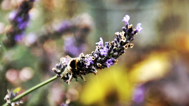 pszczoła na lawendzie