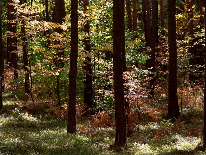 barwy lasu