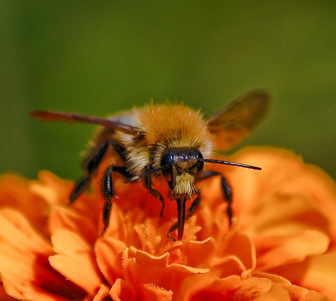 pszczoł