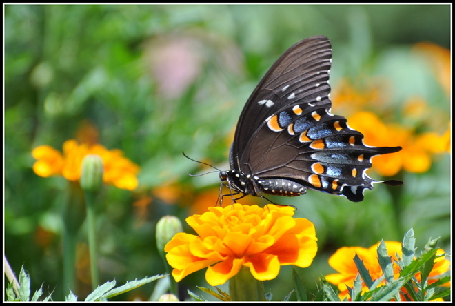 DSC_2937 (Papilio Troilus  )