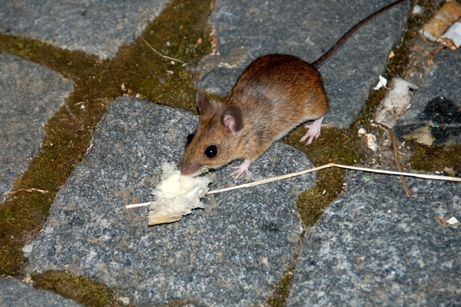 Eine kleine hungrige Maus :)