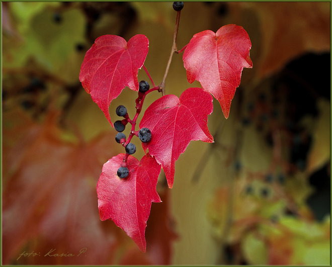 jesienny spacer - liście1