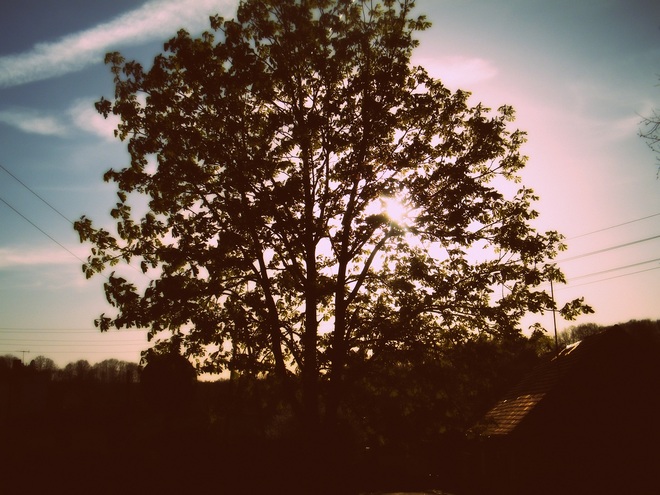 słońce za drzewem 