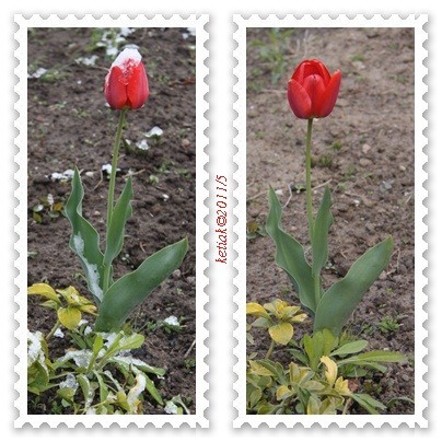 dwa tulipany