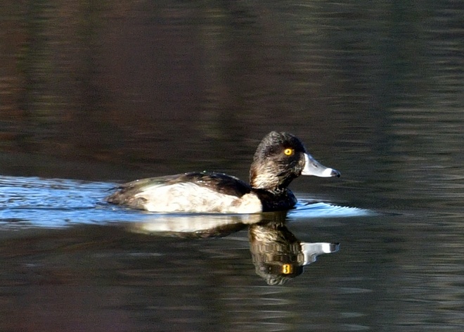 Ring-necked Duck Male / Czerniczka  on