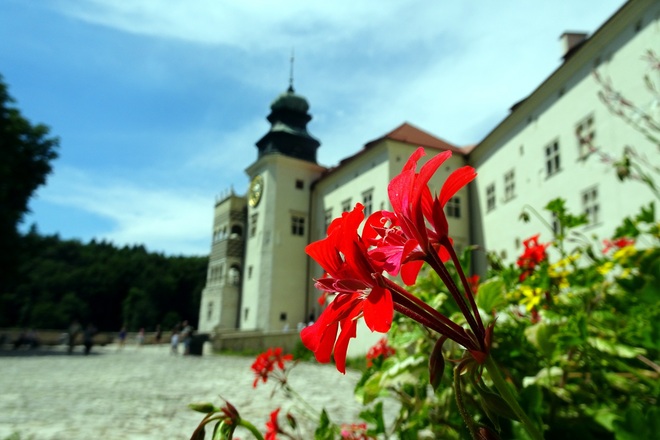 Kwiat zamku Pieskowa Skała