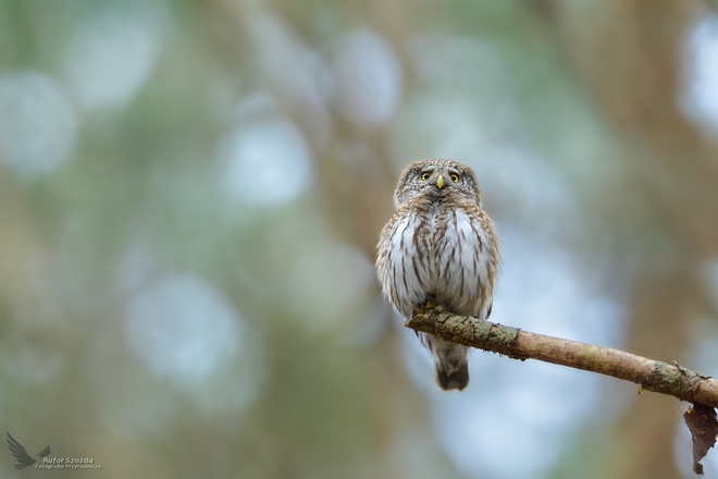 S&oacute;weczka, Eurasian Pygmy-Owl (Glaucidium passerinum) ... 2021r