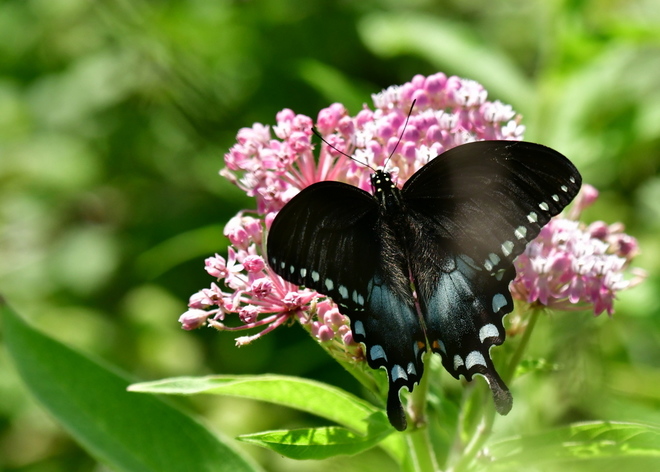 Papilio Troilus na sadzcu