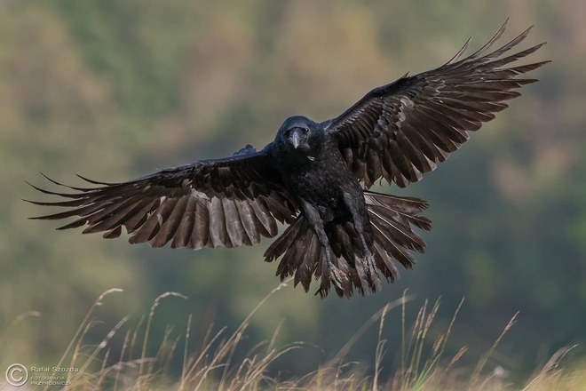 Kruk, Common Raven (Corvus corax) ... 2016r