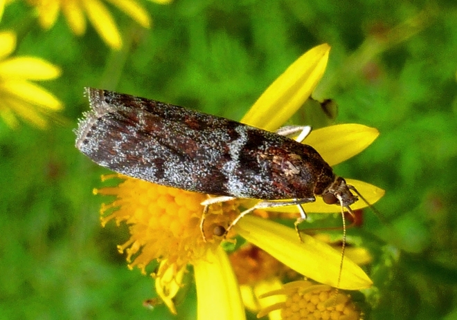 Motyl sciota adelphella