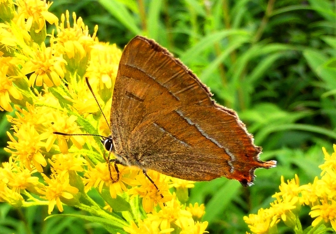 Motyl ogończyk wiązowiec