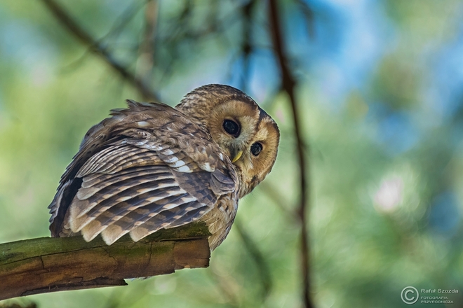 Puszczyk, Tawny Owl (Strix aluco) ... 2016r - w kontrze
