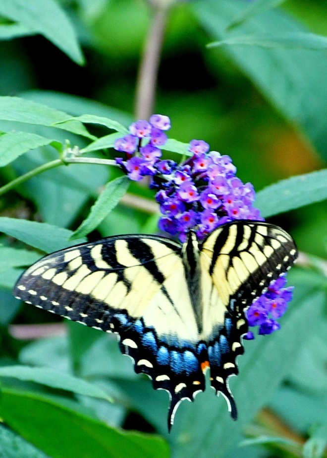 Papilio Glaucus - female