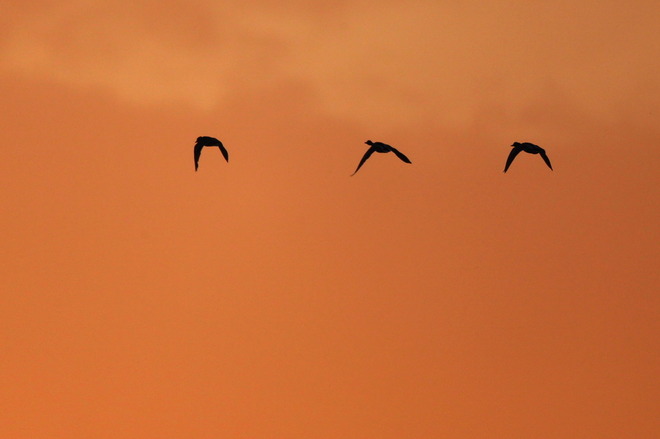 kaczki o wschodzie słońca