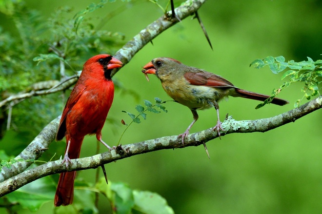 Northern Cardinal - male i female