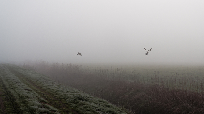 kaczki we mgle