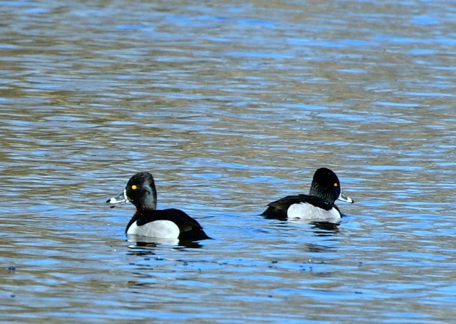 Ring-necked Duck Male / Czerniczka  on