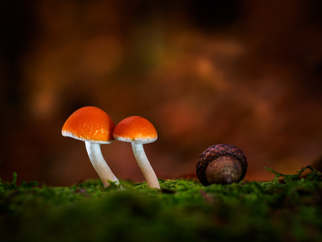 HD_mushrooms_5