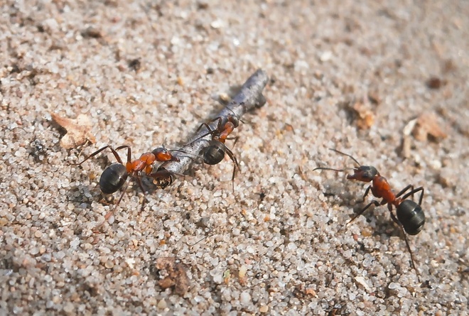 Trzy mróweczki