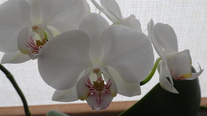orchidea04b