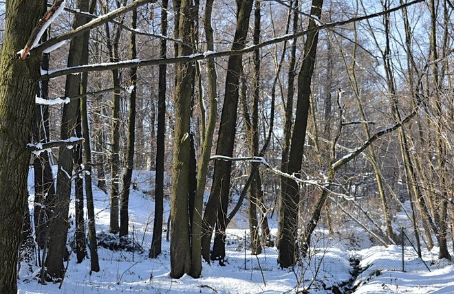 Zimowo w lesie