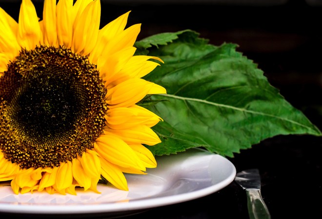 Sunflowers for Breakfast