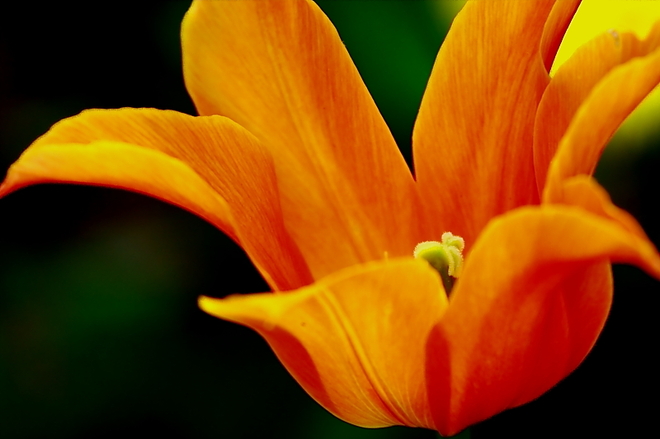 tulipan bo lubie :)