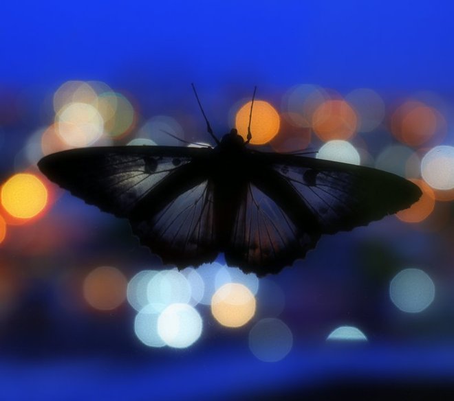 Nocny motyl