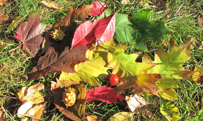 wesołe kolory jesieni