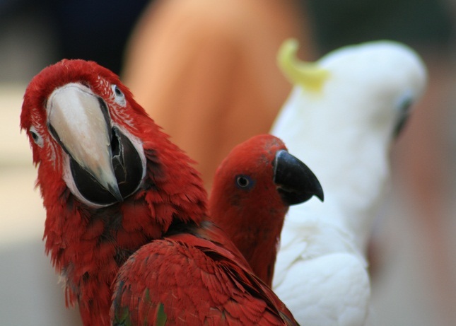 Biało - czerwone papugi