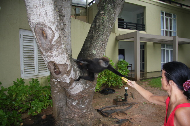 Małpki lubią banany
