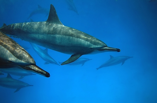 delfiny białobokie