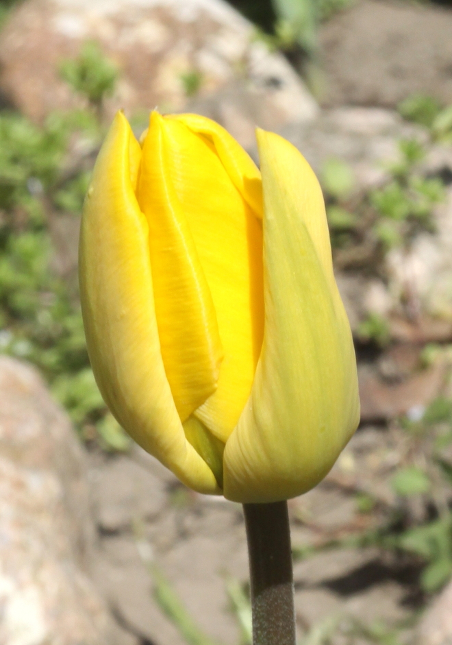 ż&oacute;łty tulipan 2