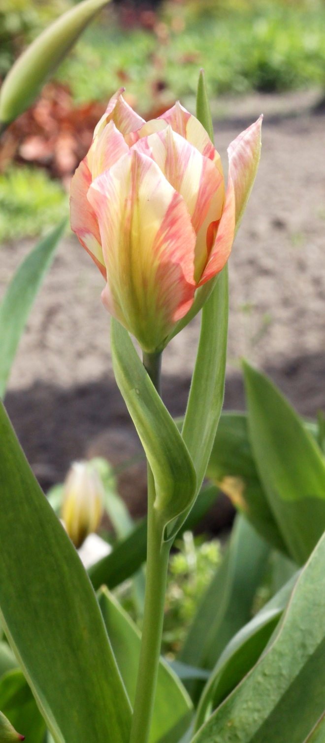 tulipan 3