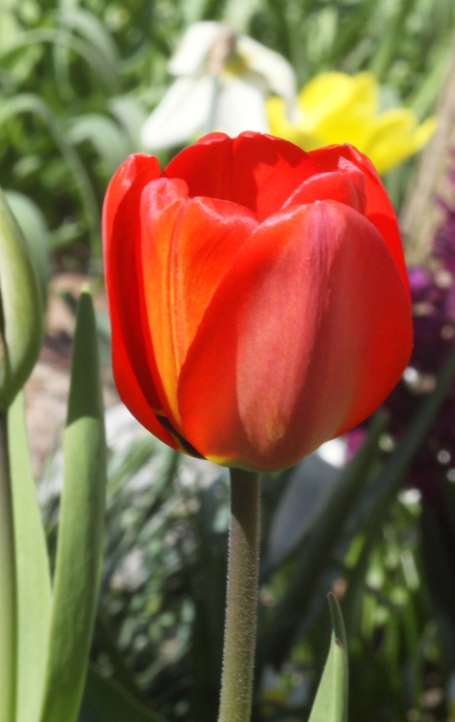 tulipan 4