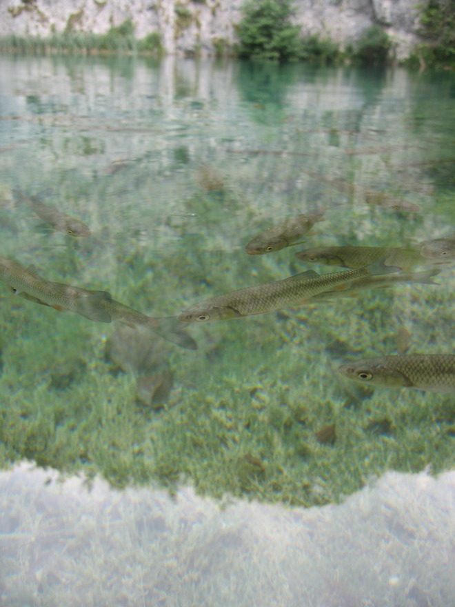 Ryby z Jezior Plitwickich