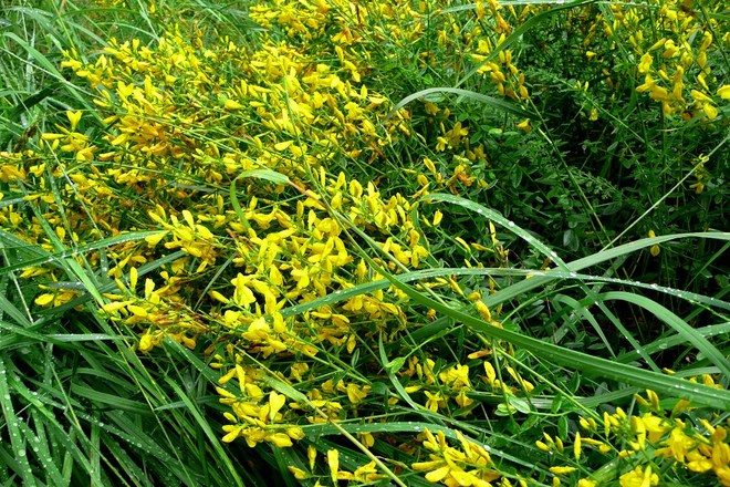 Kwiaty polne-Janowiec barwierski